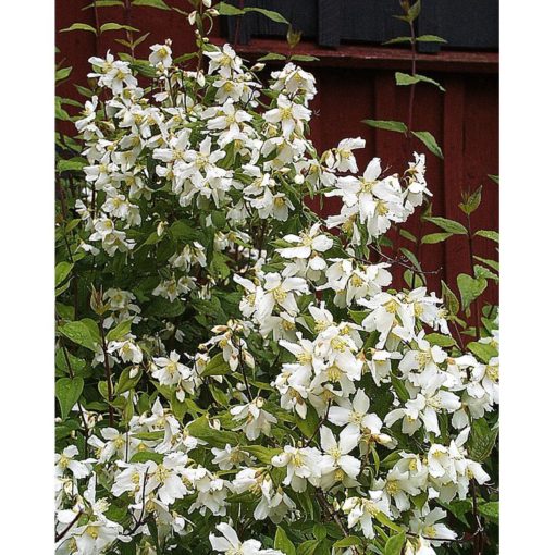 Philadelphus Mont Blanc - Skjærmin 19 cm