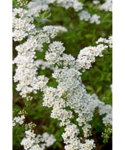 Spiraea cinerea Grefsheim - Brudspirea 19 cm