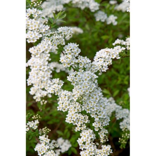 Spiraea cinerea Grefsheim - Brudspirea 19 cm