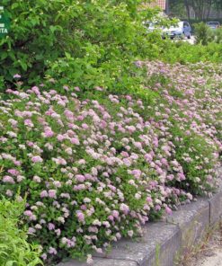 Spiraea japonica Little Princess - Japanspirea 19 cm