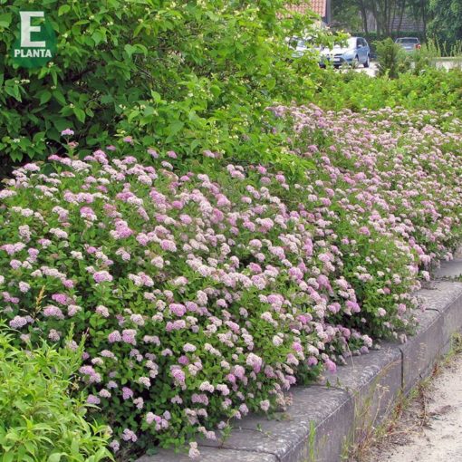 Spiraea japonica Little Princess - Japanspirea 19 cm