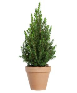 Picea glauca Conica - Keglegran 19 cm