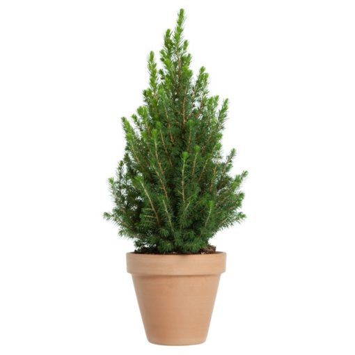 Picea glauca Conica - Keglegran 19 cm