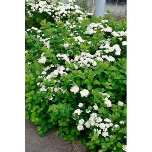 Spiraea betulifolia Tor - Bjørkebladspirea 19 cm