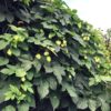 Humulus lupulus  - Humle 15 cm