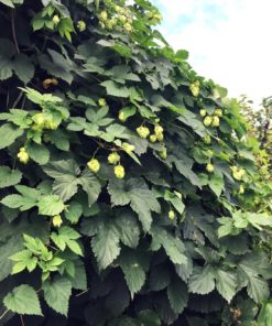 Humulus lupulus  - Humle 15 cm