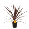 Cordyline Australis Red star - Australskdrakelilje rød 13 cm