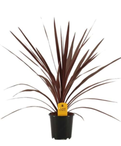 Cordyline Australis Red star - Australskdrakelilje rød 13 cm