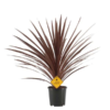 Cordyline Australis Red Star - Australskdrakelilje rød 17 cm