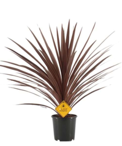 Cordyline Australis Red Star - Australskdrakelilje rød 17 cm