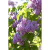 Syringa vulgaris - Syrin 19 cm