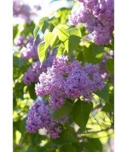 Syringa vulgaris - Syrin 19 cm