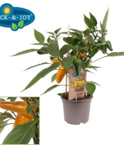 Pick & Joy - Snack Paprika gul 14 cm