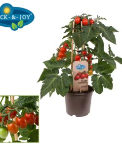 Pick & Joy - Plum Tomat rød 14 cm