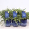 Juniperus Repanda - Fjelleiner 15 cm