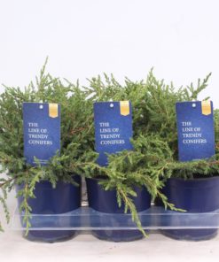 Juniperus Repanda - Fjelleiner 15 cm
