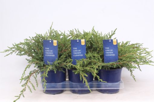 Juniperus Repanda - Fjelleiner 15 cm