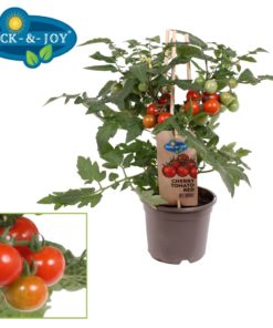Pick & Joy - Cherry Tomat rød 14 cm