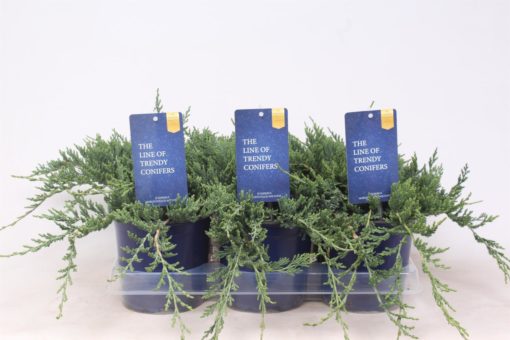 Juniperus Wiltonii - Krypeiner 15 cm