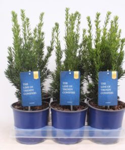 Taxus media Hillii - Hybridbarlind 15 cm