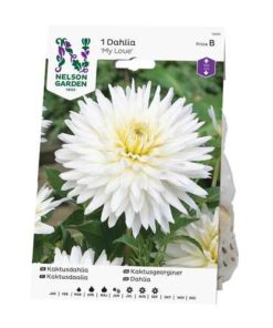 Dahlia - Georgine My Love hvit