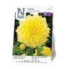 Dahlia - Georgine Kelvin Floodlight gul