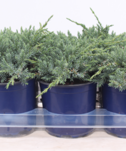 Juniperus Blue Carpet - Himalayaeiner 15 cm