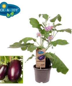 Pick & Joy - Solanum melongena Aubergine 14 cm