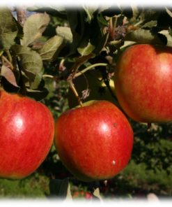 Frukttrær Malus Katja - Eple