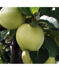 Frukttrær Malus Transperante Blanche - Eple