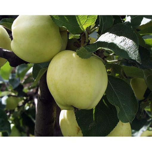 Frukttrær Malus Transperante Blanche - Eple