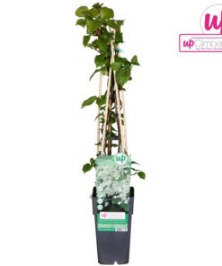Hydrangea Petiolaris - Klatrehortensia 15 cm