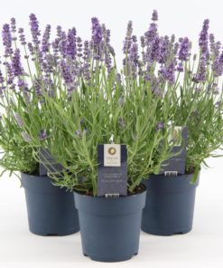 Lavendela Angustifolia - Lavendel 12 cm