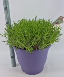 Lavendula Angustifolia - Lavendel 32 cm