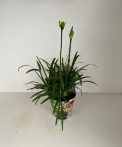 Agapanthus - Skjermlilje hvit 17 cm