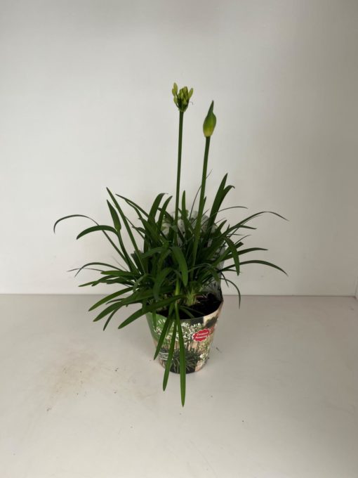 Agapanthus - Skjermlilje hvit 17 cm