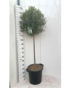 Olea Europaea - Oliven 35 cm