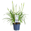 Agapanthus - Skjermlilje blå 17 cm