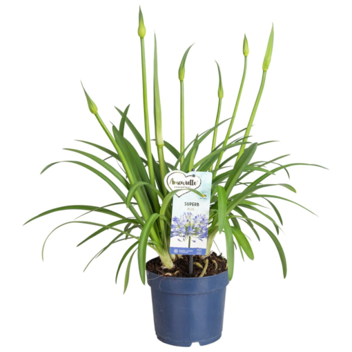 Agapanthus - Skjermlilje blå 17 cm