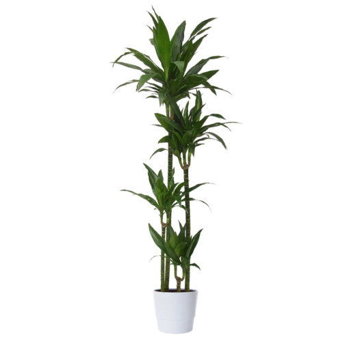 Dracaena Fragrans - Dragetre 3 stam 24 cm