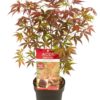 Acer palmatum Atropurpureum - Viftelønn 15 cm