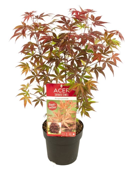 Acer palmatum Atropurpureum - Viftelønn 15 cm