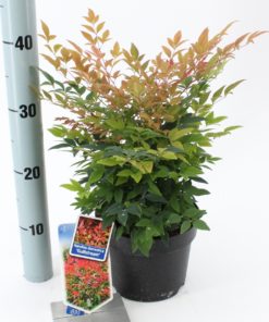 Nandina domestica Gulfstream - Himmelsk bambus 17 cm