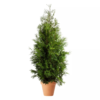 Thuja occidentalis Brabant 120-140 26 cm