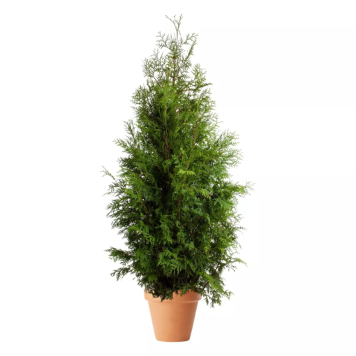 Thuja occidentalis Brabant 120-140 26 cm