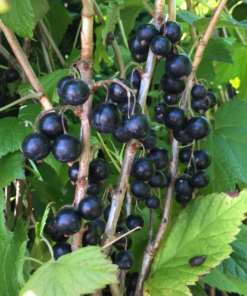 Ribes nigrum Titania - Solbær 19 cm