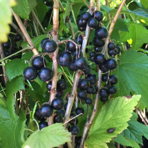 Ribes nigrum Titania - Solbær 19 cm