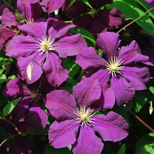 Clematis Etoile Violet 15 cm