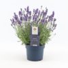 Lavendula Angustifolia - Lavendel 15 cm