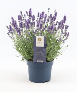 Lavendula Angustifolia - Lavendel 15 cm
